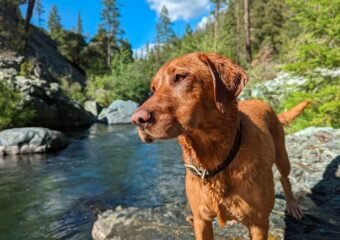 Colorado River dog health warning