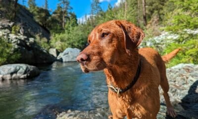 Colorado River dog health warning