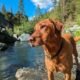 Colorado River dog health warning