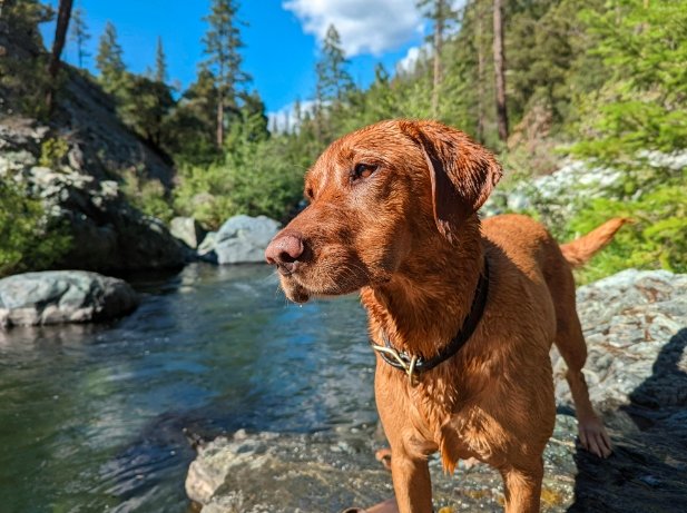 Colorado River dog health warning