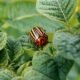 Colorado aquatic pest inspection stations