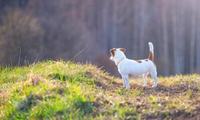 Colorado dog survived 10 days