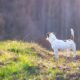 Colorado dog survived 10 days