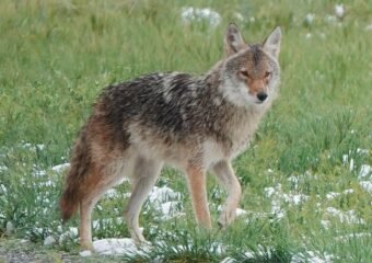Colorado’s wolves expand their territory in the state