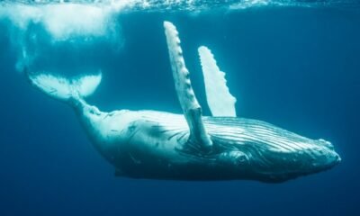 Humpback Whales