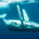 Humpback Whales