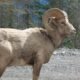 Montana Mountain King sheep hybrid