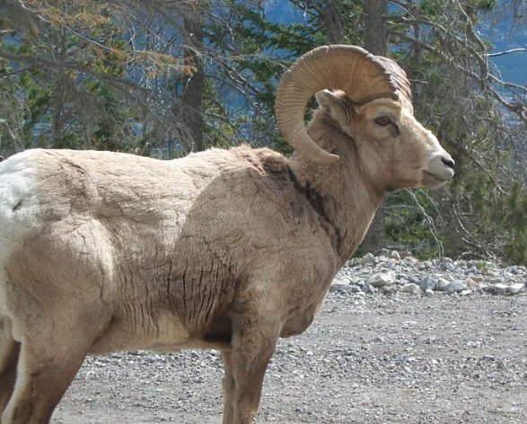 Montana Mountain King sheep hybrid