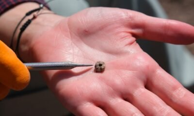 Neolithic Boncuklu Tarla body piercings