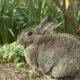 Spring garden bunny