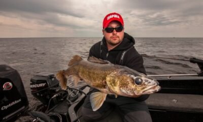 Sterile walleye to boost
