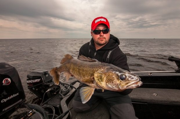 Sterile walleye to boost 