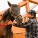 Grand Valley Horse Trust Recovery