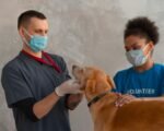 Homeless pet vaccination