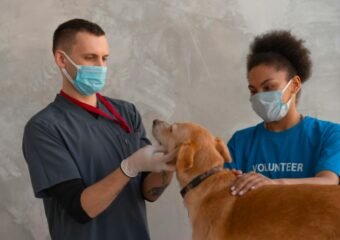 Homeless pet vaccination