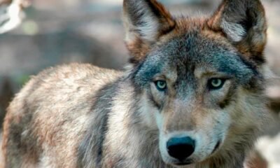 Jackson County wolf livestock depredation