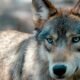 Jackson County wolf livestock depredation