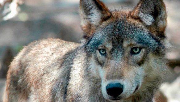 Jackson County wolf livestock depredation