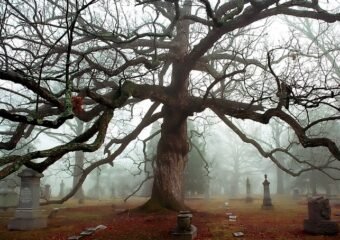 Oak Grove Cemetery revitalization plan
