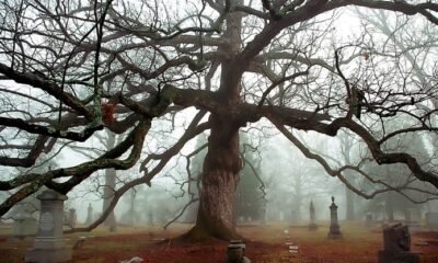 Oak Grove Cemetery revitalization plan
