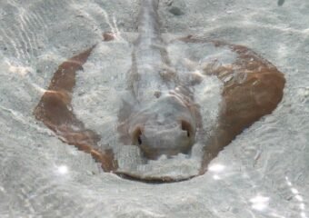 ancient stingray sand sculpture discovery