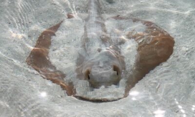 ancient stingray sand sculpture discovery