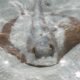 ancient stingray sand sculpture discovery