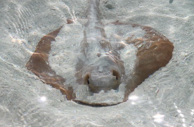 ancient stingray sand sculpture discovery