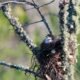community bird nesting season