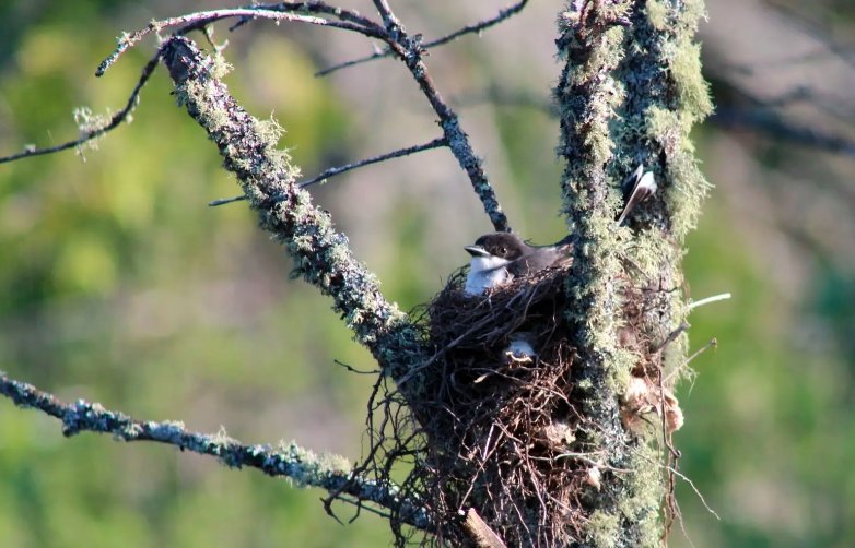 community bird nesting season