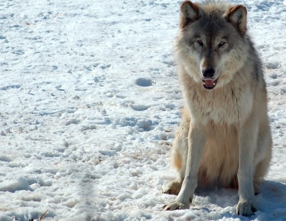 gray wolf Larimer County