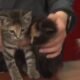 kitten shower supply drive Roice-Hurst Humane Society