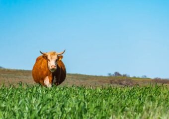 spring agriculture frost alert