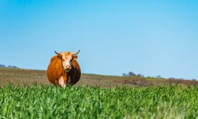 spring agriculture frost alert