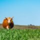 spring agriculture frost alert