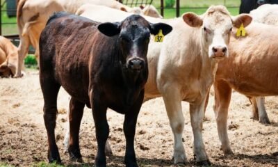 Annual Cattle Drive Highway 149