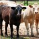Annual Cattle Drive Highway 149