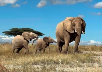 African elephant cultural names