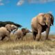 African elephant cultural names