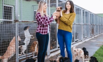 Animal rescue center rebuilding