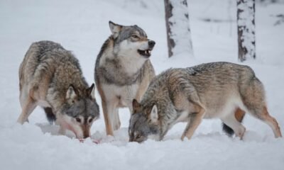 Colorado Ranch Livestock Wolf Predation