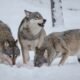 Colorado Ranch Livestock Wolf Predation