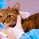 FIV-positive cat adoption event