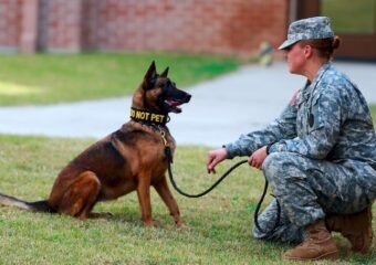 German Shepherd police dog
