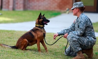 German Shepherd police dog
