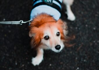 Huntington Humane Society Support