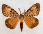 Indiana Spongy Moth Aerial Treatment