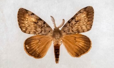 Indiana Spongy Moth Aerial Treatment