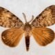 Indiana Spongy Moth Aerial Treatment