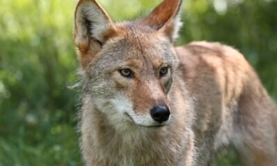 Indiana wildlife